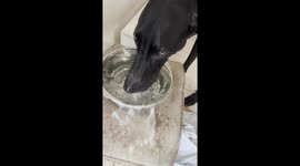 Great Dane Makes a Mess at Water Bowl