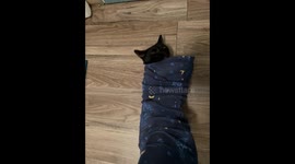 Demitri Wants Snuggles Always, Everywhere, No Matter What