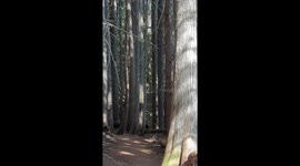 Black bear on a hike looking around