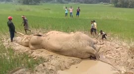 Unusual death of a wild elephant in Jharkhand border Purulia Northern India