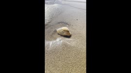 Nature is amazing Cohaug Clam buries itself in 28 seconds amazing