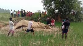 An Unusual death of a wild elephant in Jharkhand border Purulia Northern India