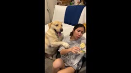 Labrador playfully pesters owner for a lick of her ice lolly