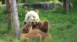 World’s only brown panda enjoys unique Mid-Autumn treat in China