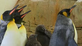 World's Oldest Zoo Welcomes King Penguin Twin Chicks For The First Time Ever In Vienna, Austria