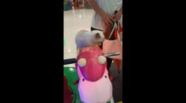 Cat Rides Mini Merry-Go-Round