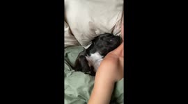 Snoring Staffy Has Comfortable Snooze