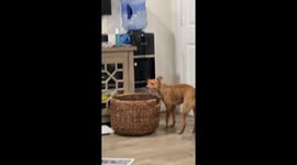 Blanket Basket Causes Coughs