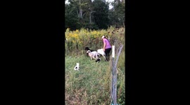 Border Collie Puppies Display Early Herding Instincts