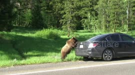 Grizzly Bear Climbs On Car