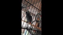 DJ Bubbles The Beatboxing African Grey