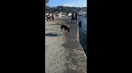 Dog's Ball Won't Stay Still