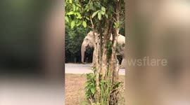 Wild elephant wanders around outside old wooden home