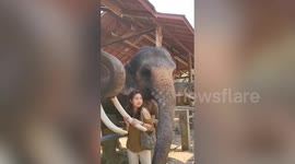 Two elephants hug woman while she poses for pictures