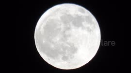 Bats fly in front of the September full moon which is known as the Harvest moon