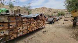 Yemen's honey industry struggles amid conflict