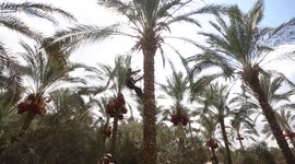 Palestinian farmers harvest dates on a farm during the harvest season in Gaza, Palestine