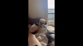 Dog Covers Nose After Owner Farts