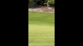 Bobcat Family On Golf Course