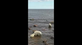 Polar Bear Protecting Her Cub