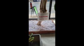 That's A Weird Looking Bird