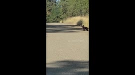 Observers Honk At Truck Approaching Crossing Bear Cub