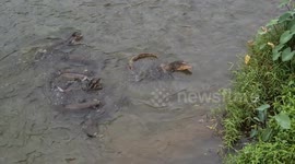 Otter Family Surrounds Monitor Lizards