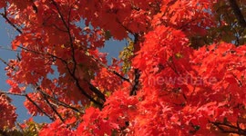 Ontario Canada could see record breaking heat all week with beautiful rich red foliage as October arrives