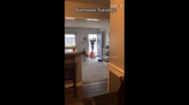 Siblings doing house chores team up to clean the unreachable areas *Cute Siblings Moment*