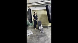 Cute model dog falls from the posing box, trying to follow the photographer *Hilarious Fail*