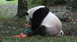 Farewell for giant pandas brings warmth to Washington's autumn chill