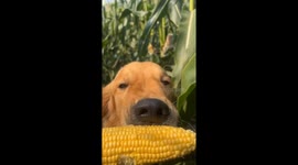 Golden Retriever Loves Corn