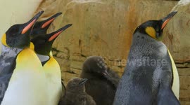 World's oldest zoo welcomes king penguin twin chicks for the first time