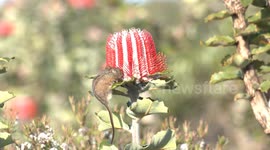 Extraordinary, tiny Honey Possum eats nectar from a spectacular Scarlet Banksia flower.