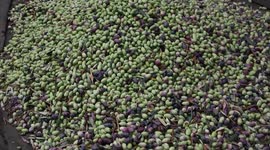 Palestinian farmers pick olives from trees during the harvest season in the Bureij refugee camp in the central Gaza Strip