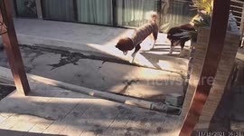Husky in Bangkok gets a watery surprise as it mistakes dust-covered pond for solid ground
