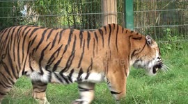 Baby tiger born at West Midland Safari Park in Bewdley, UK