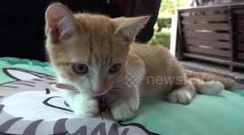 Kitten rides shotgun every day with bus driver in Thailand