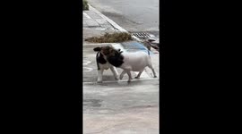 Corgi dog and teacup piglet play fights on pavement in China