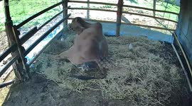 Mother cow struggles to give birth to calf on farm
