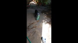 Hapless toy dog with head stuck in food feeder helped by husband