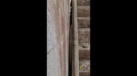 Caring locals release monitor lizard wedged in concrete gap under stairs