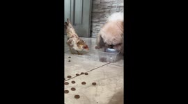 Chicken hilariously pushes away food tray from pet dog while she eats