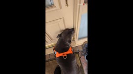 Adorable Dog runs and hugs her human grandad on his birthday *Wholesome Video*