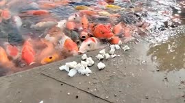 Hungry koi hurl themselves from the water to eat pieces of food