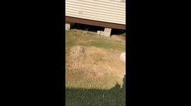 Little baby goat loves being picked up and spun around like a toddler *Cute Video*
