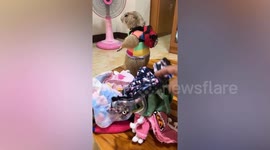 Pet prairie dog wears tiny backpack while playing dress up with owner