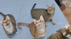 Terrifyingly hilarious: Six cats make bizarre chattering sounds while moving heads in sync