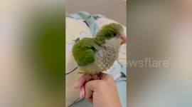 Parakeet chick shakes feathers while owner sings