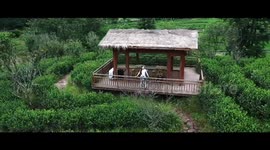 Centuries-old tea road regains glory as Belt and Road cooperation deepens